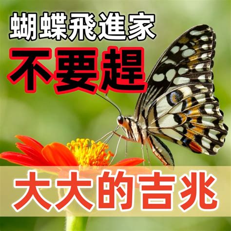 蝴蝶死在家|家裡進蝴蝶有什麼預兆 代表是吉還會凶